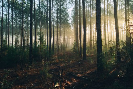 Indicateurs environnementaux