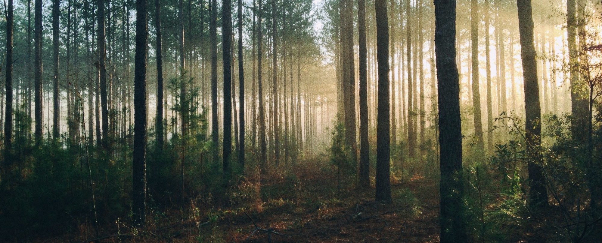 Indicateurs environnementaux